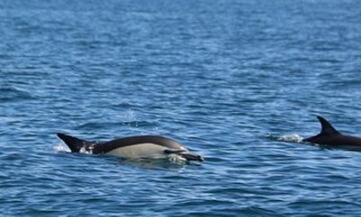 Dolphin Watching Tour from Lagos