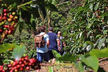 Monteverde : Coffee Tour + Chocolate + Cane Juice