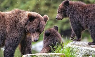 Private WILD Bear Viewing Adventure by Boat in Sitka