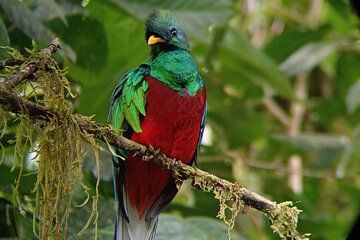 Monteverde Cloud Forest Tour nature hike