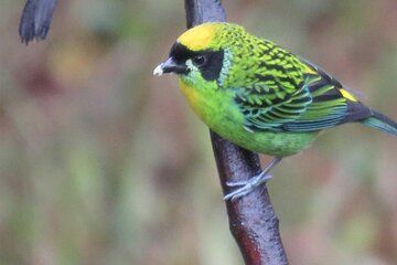 Machu Picchu Butterfly Sanctuary and Birdwatching Half Day Tour