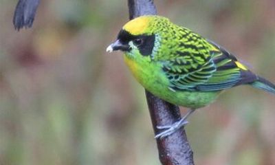 Machupicchu Butterfly Santuary & Birdwatching Half Day Tour