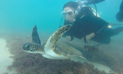 Diving in Turtle Paradise C/ Underwater Photos