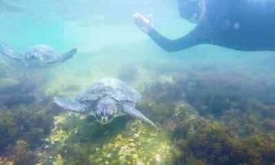 Guided Dive Snorkel c/ Photos in Turtle Paradise