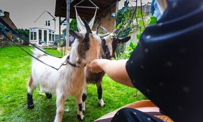 Pygmy Goat Walk