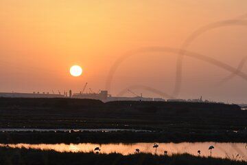 Bird watching in Aveiro