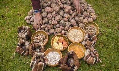 Potato Park - Pisac, Cusco, Peru