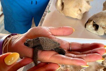 Kuriat Islands trip by Yacht