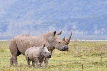 6 Days Masai Mara in Lake Nakuru and Amboseli National Parks