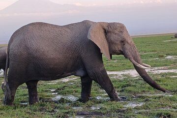 Two days Maasai Mara guided tour