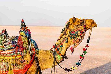 3 day private tour of Rann of Kutch from Ahmedabad