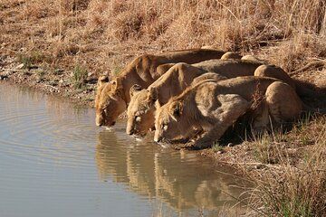 3 Day Private Tour of Gir Forest to Meet the Asiatic Lion