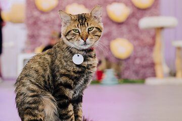 Ultimate cat experience at Austin's cat cafe