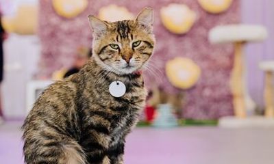 Ultimate cat experience at Austin's cat cafe