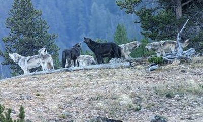 Yellowstone PRIVATE Wildlife Safari with Lunch