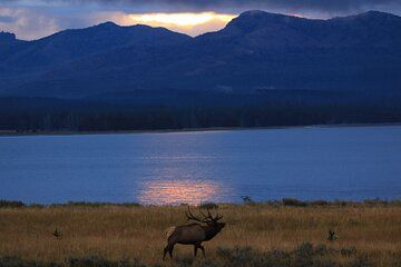 Private Safari at Sunset from West Yellowstone
