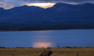 Yellowstone Privately Guided Safari at Sunset