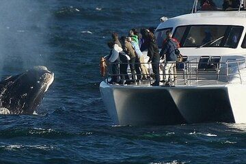 Hermanus Whale Watching Penguins and Benguela Cove from Cape Town
