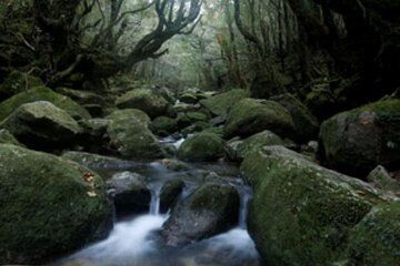 Yakushima Premium Forest Tour Mossy Groves and Waterfalls