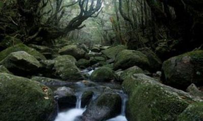 Yakushima Premium Forest Tour Mossy Groves and Waterfalls
