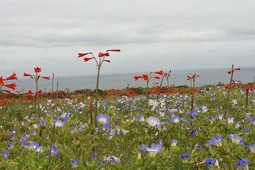 La Serena to Llanos de Challe Desert Tour 2025