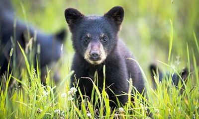 Whistler Bear Tour