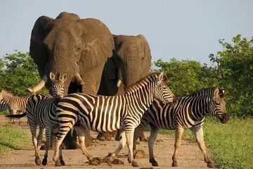 Safari adventure in Quiçama