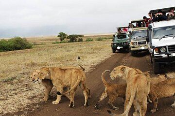 4 Day Serengeti, Ngorongoro Crater, Materuni Waterfalls