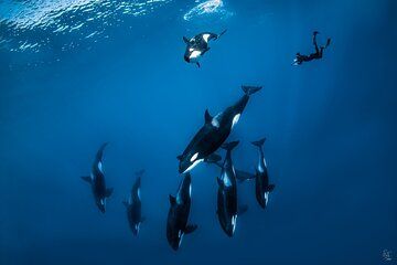 Open Ocean Safari: looking for orcas, dolphins & more