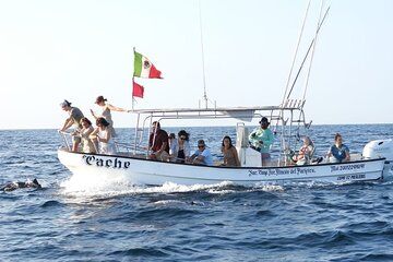 Puerto Escondido Dolphin and Whale Watching Adventure