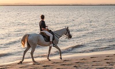 Almada Horse Walk on the Beach Taste Vins and Christ King