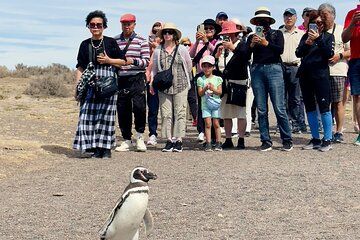 A Day with Penguins Punta Tombo Private Tour