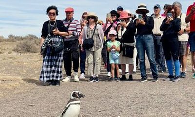 A Day with Penguins Punta Tombo Private Tour