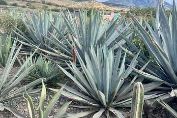 Oaxaca Day Trip Markets Hierve el Agua and Mezcal Tasting