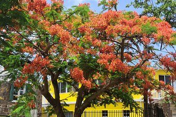 Nevis Island Historical Private Tour