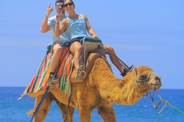 Camel Ride Adventure in Los Cabos Beach Safari & Tequila Tasting