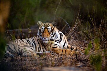 Wildlife Photography Safari in India's National Parks