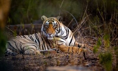 Wildlife Photography Safari in India's National Parks