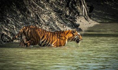 2 Days Sundarban Mangroves Tour from Kolkata