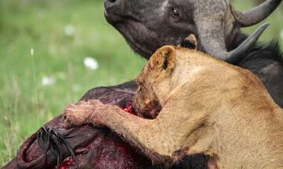 Nairobi National Park Half Tour