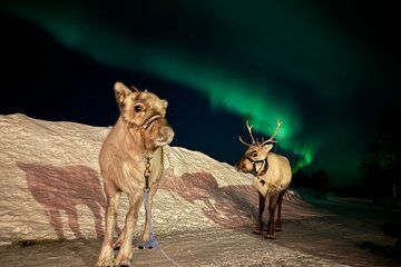 Feed Reindeer and Hunt for Northern Lights in Arctic