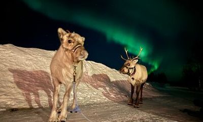 Feed Reindeer and Hunt for Northern Lights in Arctic