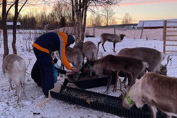 Hands On Reindeer Feeding and Sámi Culture