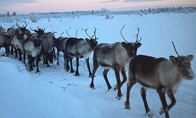 Experience a unique morning, feeding wild roaming reindeers 8 AM