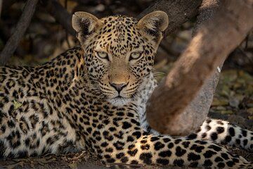 6-Day Kenya Big Five Wildlife and Adventure Safari
