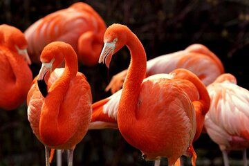 Ek Balam Ruins with Las Coloradas and Rio Lagartos Private Tour