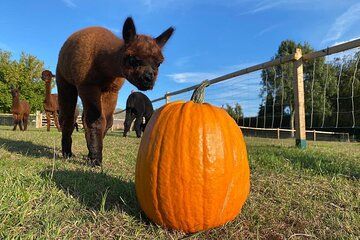 Halloween Pumpkin Patch and Alpaca Adventure