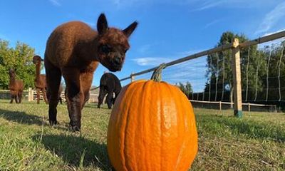 Halloween Pumpkin Patch and Alpaca Adventure