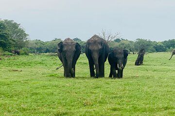 Minneriya Kaudulla or Hurulu Eco Park Safari