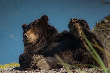 Bear Viewing at Waterfall Creek